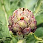 CARXOFA ON AIR, UN CURS DE PÒDCAST ECOFEMINISTA PER DESCOLONITZAR L'ALIMENTACIÓ